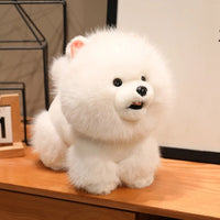 White bichon dog