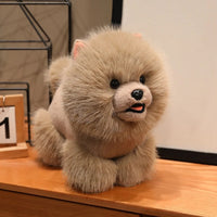 Brown bichon dog
